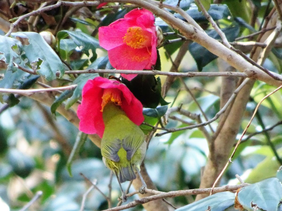 ホライゾン Villa Oshima Buitenkant foto