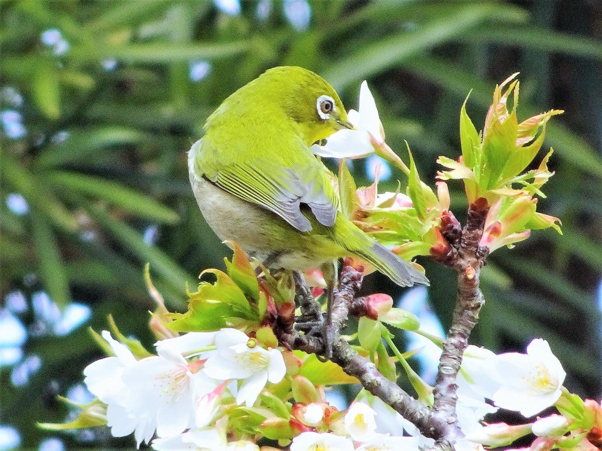 ホライゾン Villa Oshima Buitenkant foto