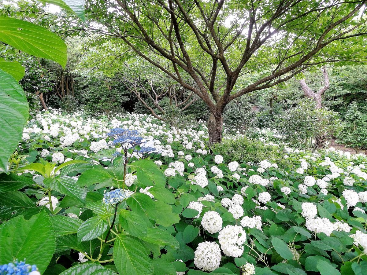 ホライゾン Villa Oshima Buitenkant foto